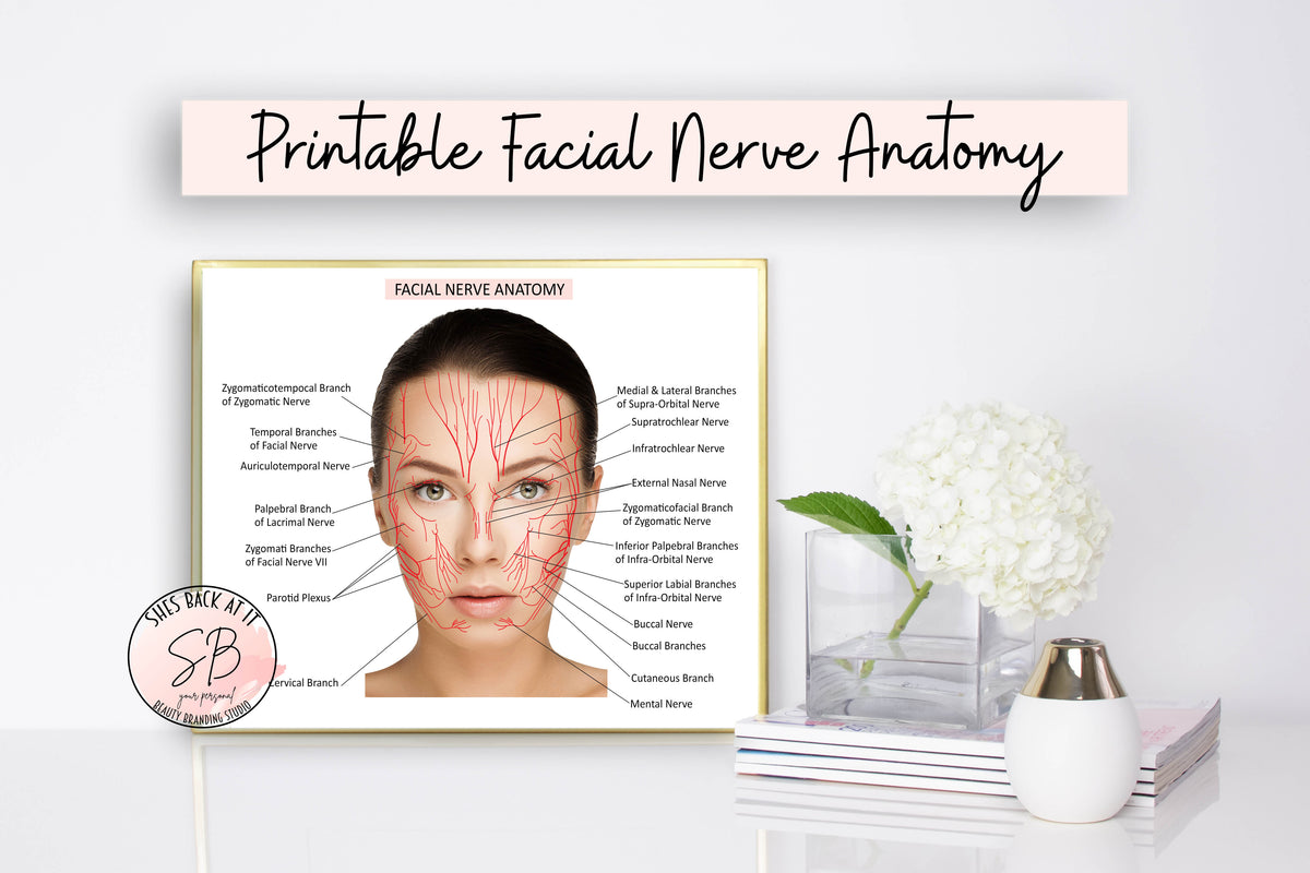 Facial Nerves Anatomy Printable Poster ShesBackAtIt Printable Spa