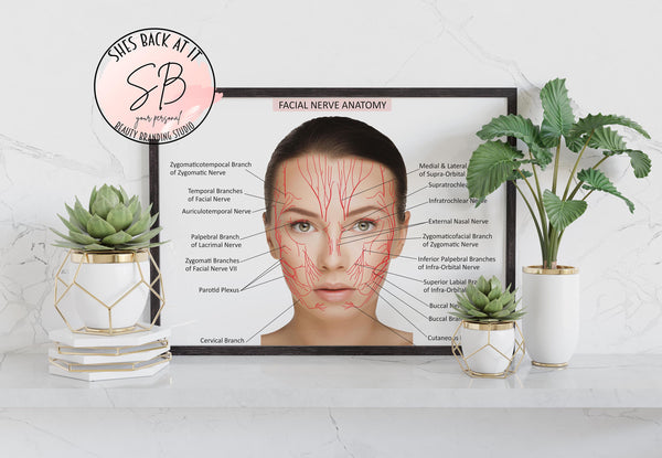 Facial Nerve Anatomy Poster