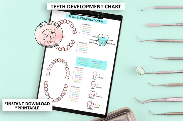Teeth Eruption Stages