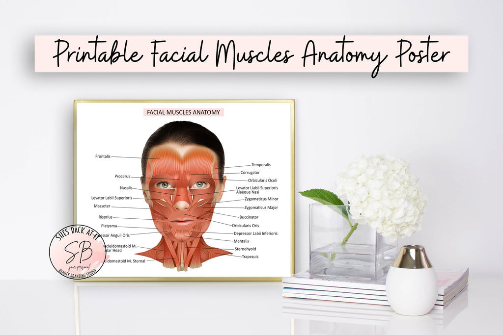 Facial Form Facial Muscles Anatomy Printable Poster | ShesBackAtIt | Printable Spa ...