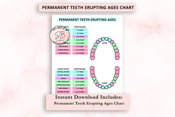 Adult Teeth Eruption Chart