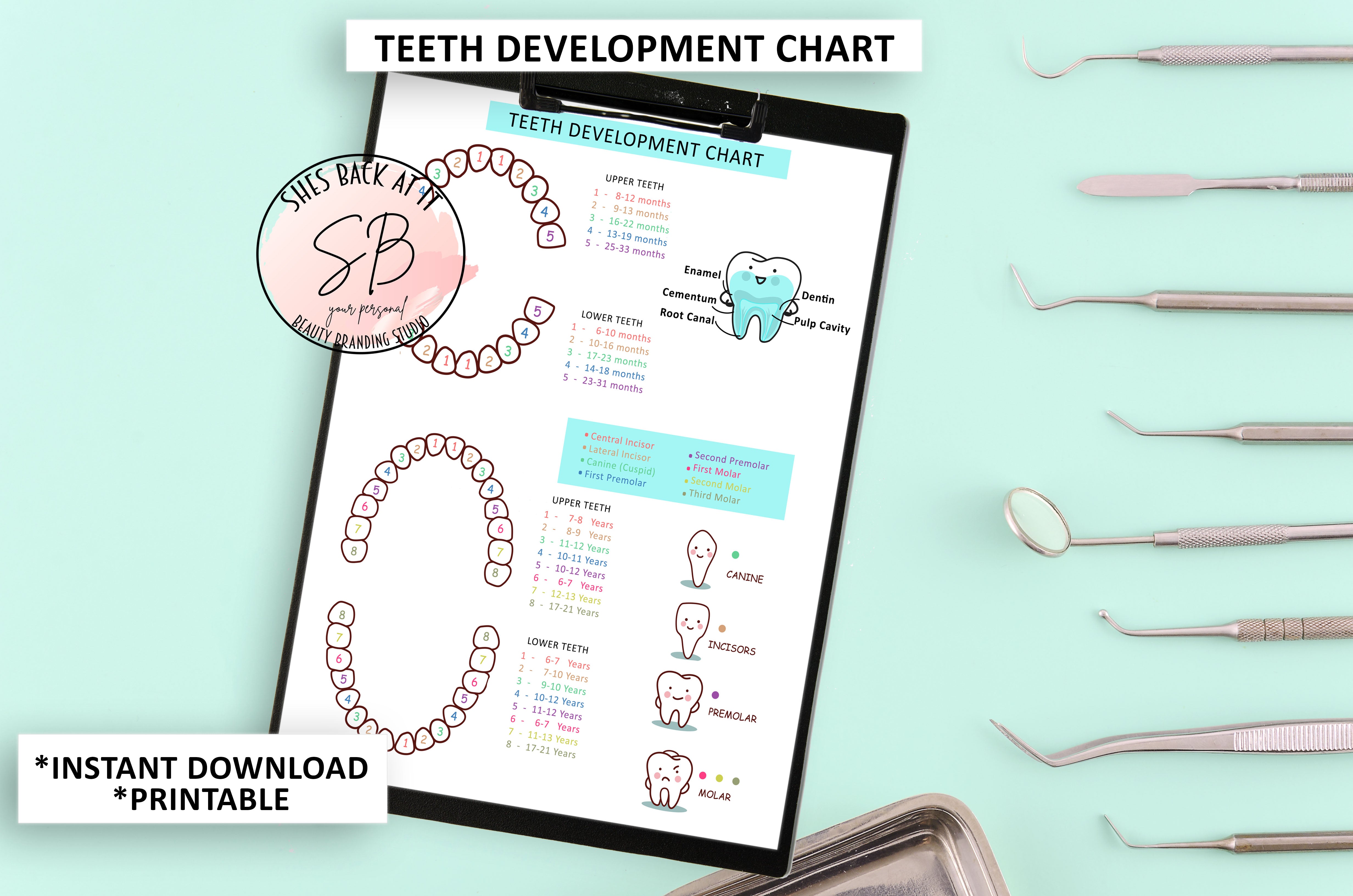 Printable Dental Tooth Chart